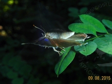 Neozephyrus quercus самка